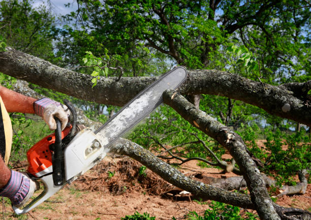 Best Residential Tree Removal  in USA